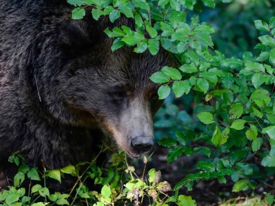 Nach tödlicher Attacke auf einen Jogger: Bärin JJ4 wurde eingefangen