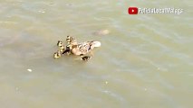 Rescate y Recuperación de ejemplar de pata y sus 8 patitos