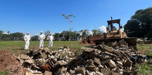 Empresa avícola de Corrientes denuncia que SENASA los obligó a destruir 360 mil huevos aptos para consumo