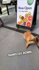 This dog knows how to get attention Animal 2023