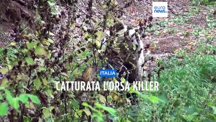 Catturata l'orsa che aveva sbranato un runner italiano, si aspetta la sentenza di abbattimento