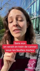 Tout ce qu'il faut savoir sur les champignons !