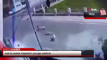 Irak'ta sokak köpekleri çocuğa saldırdı