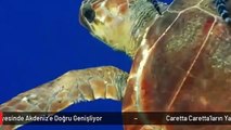 Caretta Caretta'ların Yaşam Alanları, Isınan Sular Sayesinde Akdeniz'e Doğru Genişliyor