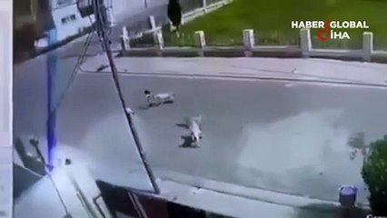 Dehşet anları kamerada! Sokak köpekleri küçük çocuğa böyle saldırdı