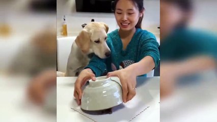 Dog Reaction to Cutting Cake - Funny Dog Cake Reaction Compilation