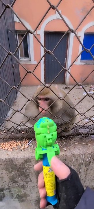 TikTok_7198465781787725102