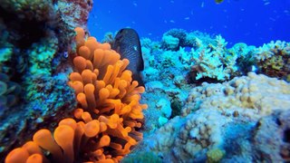 The Colorful of the Ocean - The Best Sea Animals Relaxation Film with Calming music