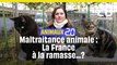 Animaux 2.0 : Maltraitance animale, la France n'en fait pas assez ?