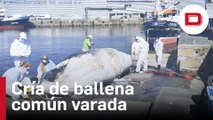 Localizan una cría de ballena común varada en la terminal portuaria de Bouzas