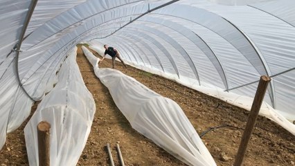 La saison des asperges de Wallonie officiellement lancée
