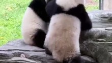 兩只熊貓一言不合，打起架來。不兇猛，很可愛！Two pandas fight. Not fierce, very cute!