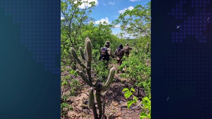 Plantação de maconha apreendida pela Polícia Federal