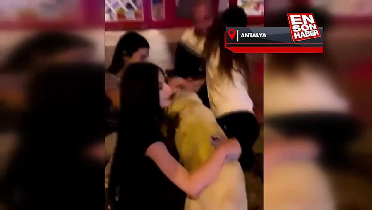 Antalya'da cinsel saldırıya uğrayan 'Cesur' köpek bulundu