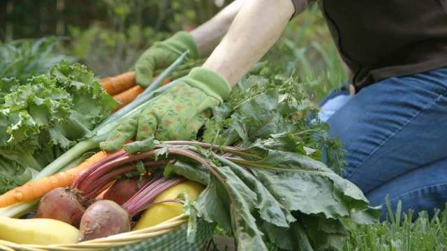 Gardening tips: How to grow your own vegetables and other top searched for gardening questions answered