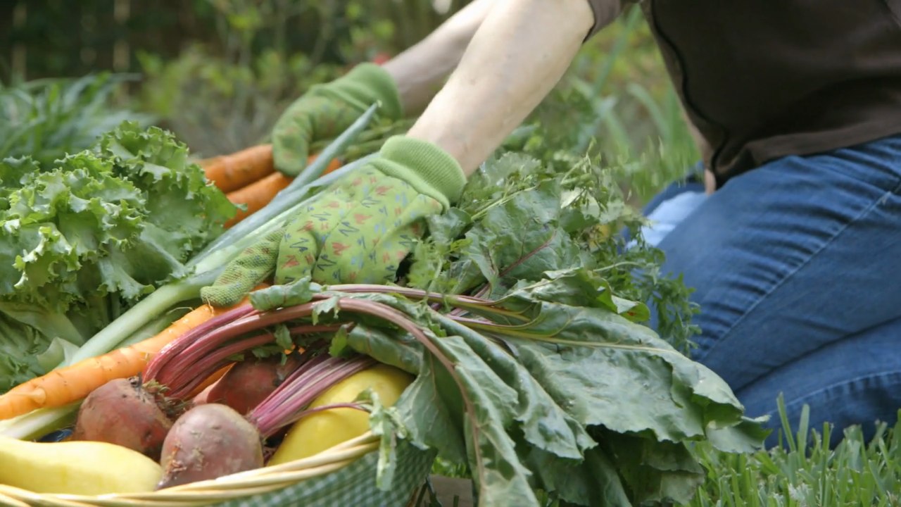 Gardening tips: How to grow your own vegetables and other top searched for gardening questions answered