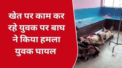 खीरी: खेत पर काम कर रहा था युवक, बाघ ने किया हमला, और फिर