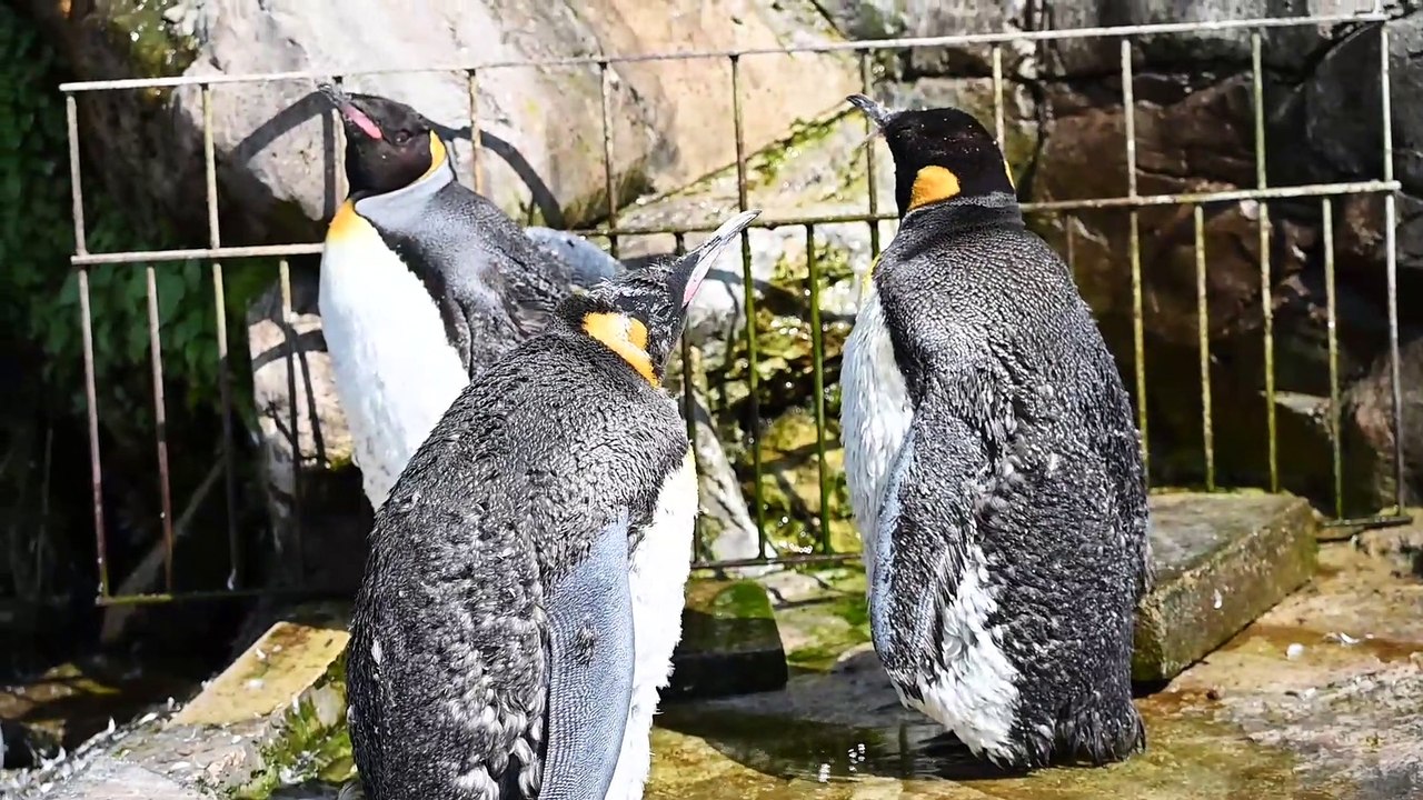 Celebrity penguin with 15k followers in running to be named the world’s most popular flightless bird