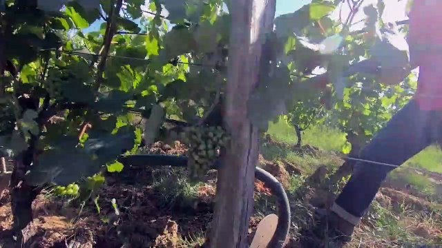La Révole nature, de la vigne au verre Bande-annonce VF