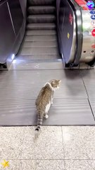 Going into the elevator at Cat Mall
