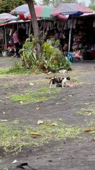 Bird Won't Leave Cat Alone