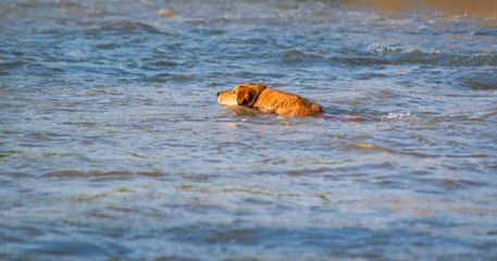 Bouches-du-Rhône : un homme a perdu la vie en tentant de sauver un chiot tombé dans un canal