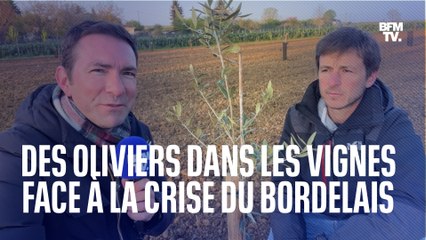 Dans le Bordelais, des viticulteurs se tournent vers la production d'huile d'olive