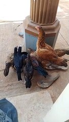 Beautiful Cute Baby Chicks