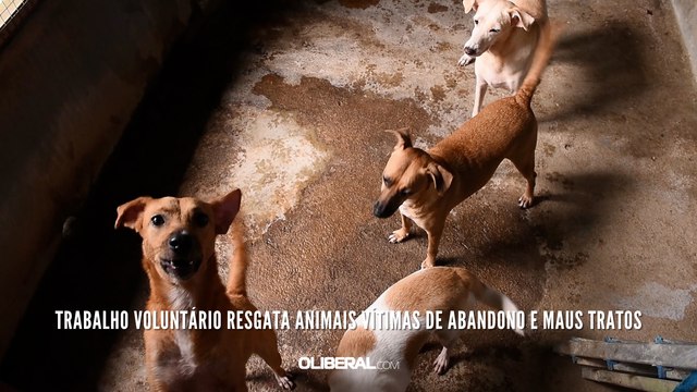 Trabalho voluntário resgata animais vítimas de abandono e maus tratos