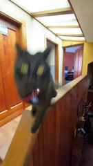 Kitty Patiently Waits For Her Chance To Strike