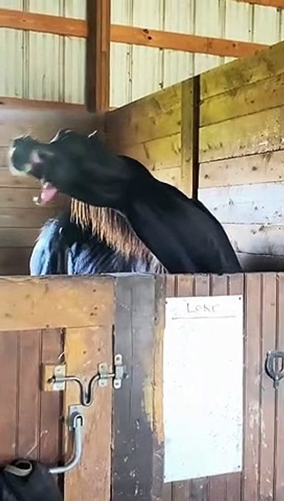 Loki Loves To Show Off His Tongue