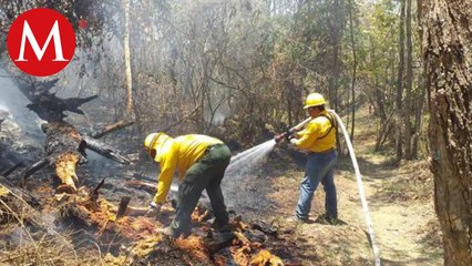 Van 14 incendios forestales en Quintana Roo en lo que va del 2023