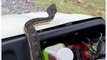 Python Hitches Ride with Australian Farmer