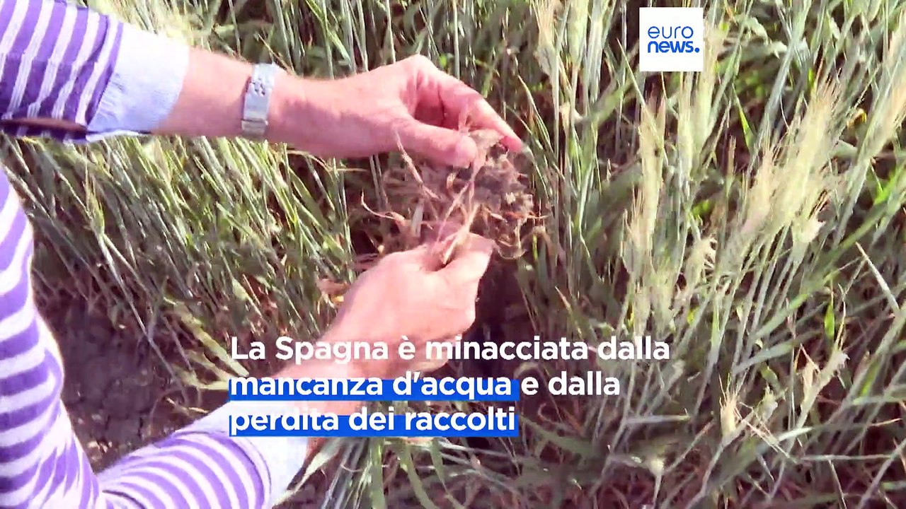 La siccità in Spagna minaccia il raccolto di cereali: "Servono misure immediate"