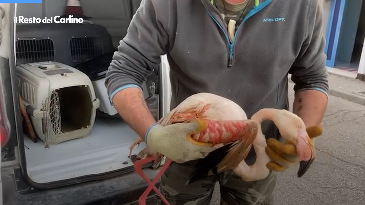 Fenicottero rosa con un'ala spezzata salvato a Comacchio (Ferrara)