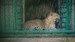 Sarthana Zoo Surat I Heat Wave Effected Animals of Zoo