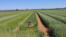 Drones en el campo andaluz