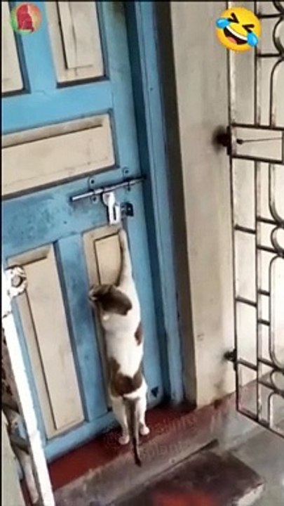 Funny animals 2023 #shorts #3