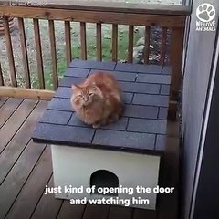 Terrified homeless cat learns to trust a human again