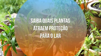 Saiba quais plantas atraem proteção para o lar