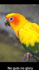 Cute Animals And Birds #reels #bird #animal #cute #fbreels