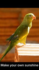 Cute Animals And Birds #reels #bird #animal #cute #fbreels