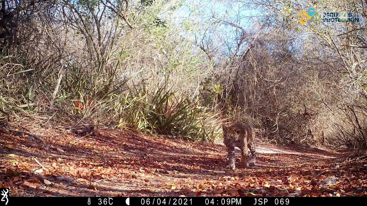 Llaman a crear pasos de fauna para evitar atropellamientos de Jaguares en Vía Corta GDL-Vallarta