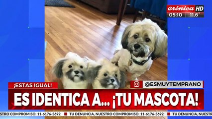 Realizan pantuflas... ¡con la cara de tu mascota!