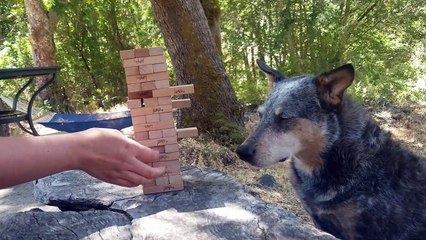 Kronos the Australian Cattle Dog Masters Jenga