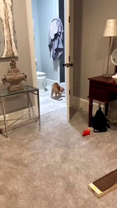 You need a laugh just watch these funny animals