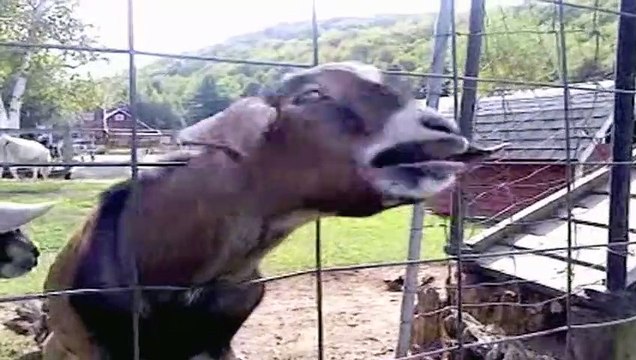 Screaming Goat Sounds like a Human
