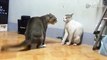 Angry Cats Fighting - Funny Video