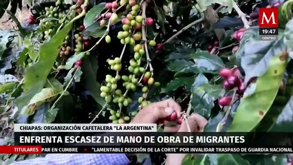 Caficultores enfrentan problemas de mano de obra por la crisis migratoria | Milenio Hábitat