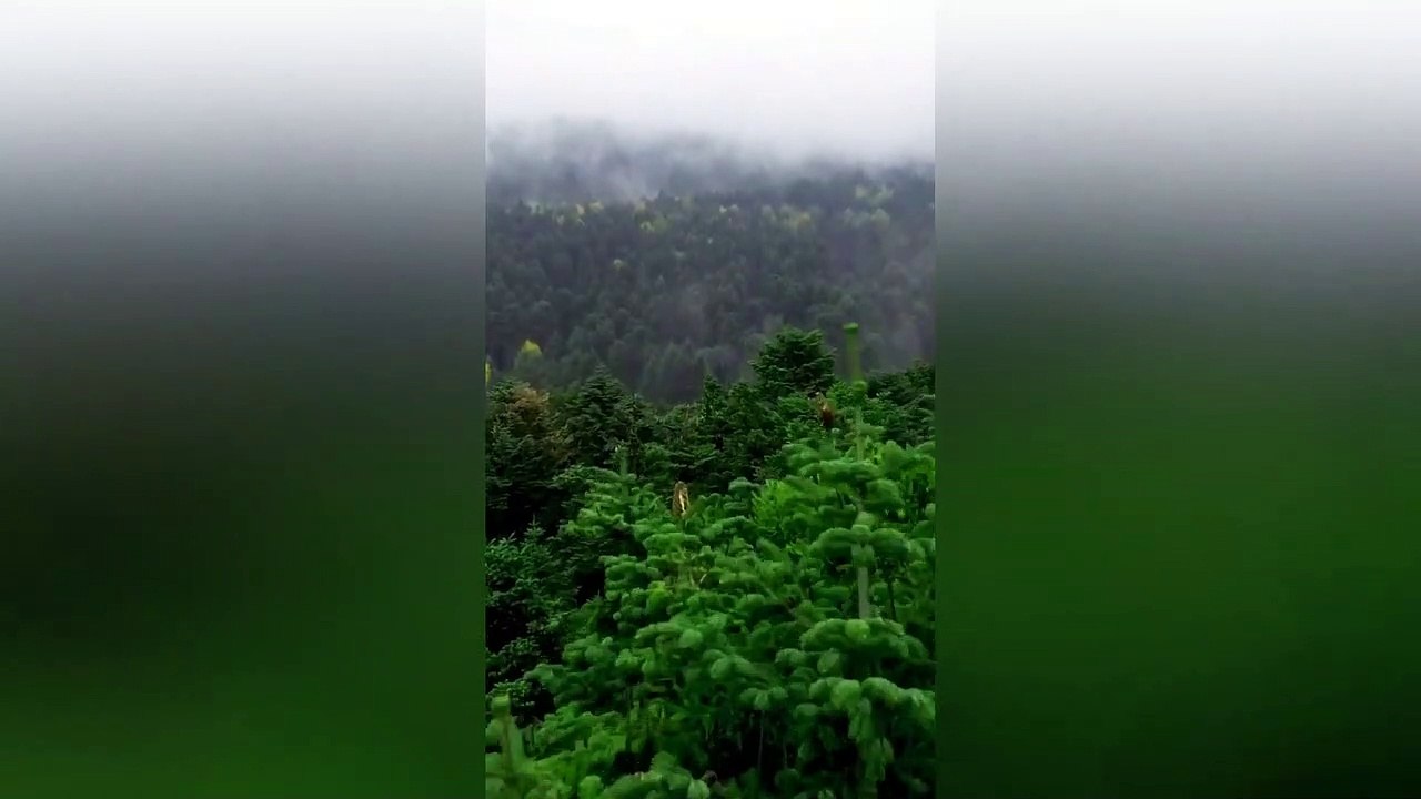 Nature house